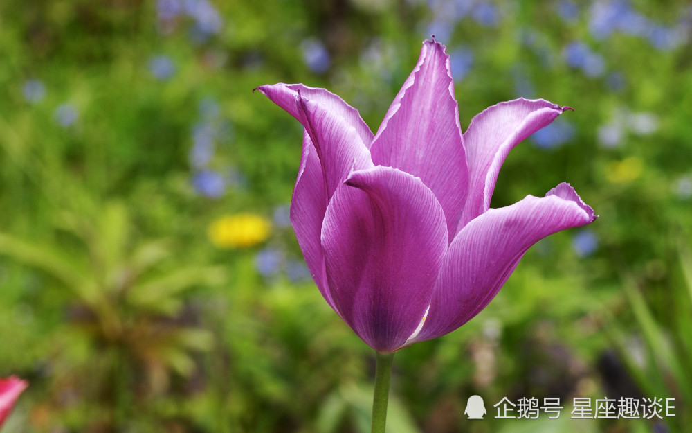 8月10日 日星座运势 双子全力以赴 狮子集思广益 双鱼思虑周全 腾讯新闻