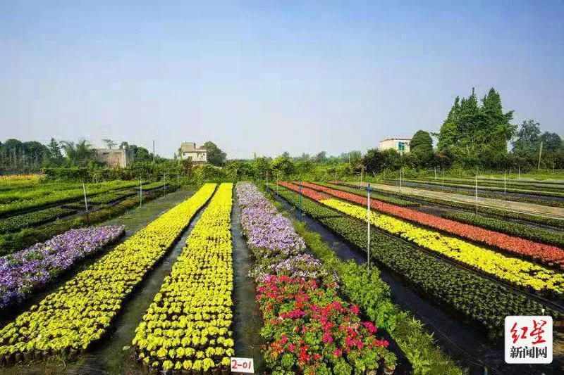 成都温江:花木产业"姹紫嫣红" 高质量发展蹄疾步稳_腾讯新闻