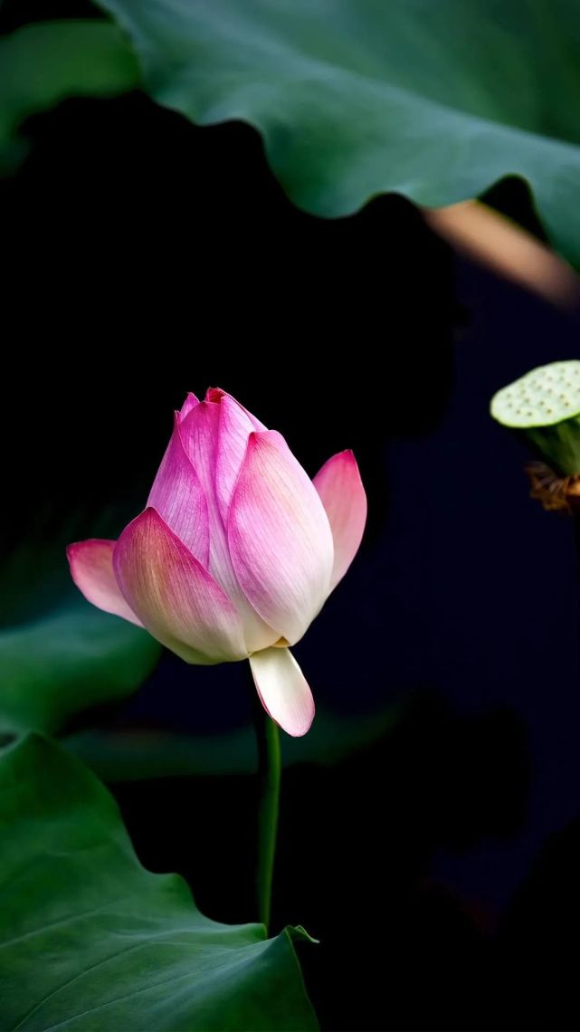 四月南风大麦黄,枣花未落桐叶长.云鬓花颜金步摇,芙蓉帐暖度春宵.