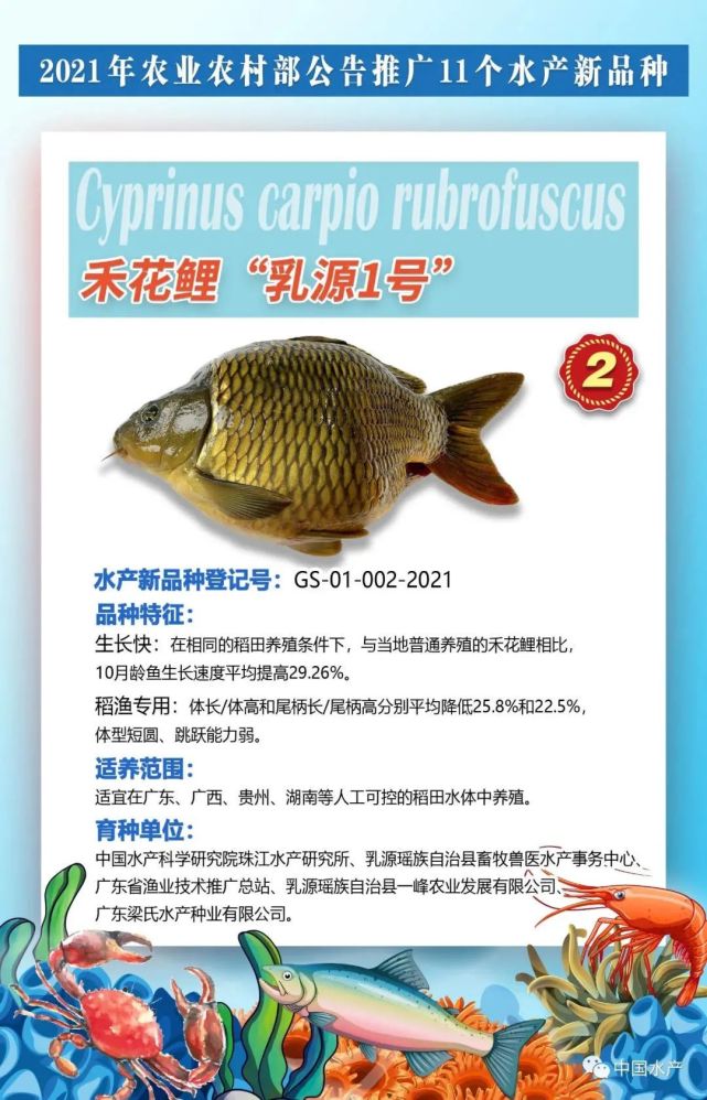 广东水产养殖品种"家族"又添3个新成员|广东|翘嘴|乳源瑶族自治县