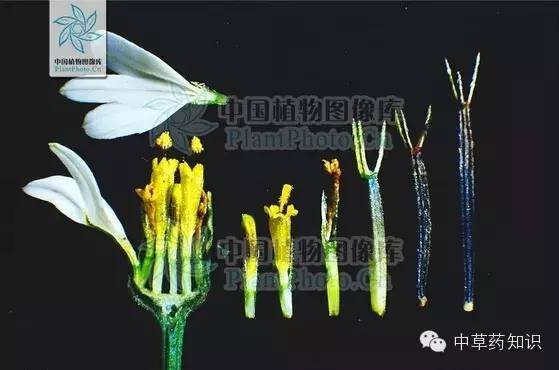 中药材:鬼针草_腾讯新闻