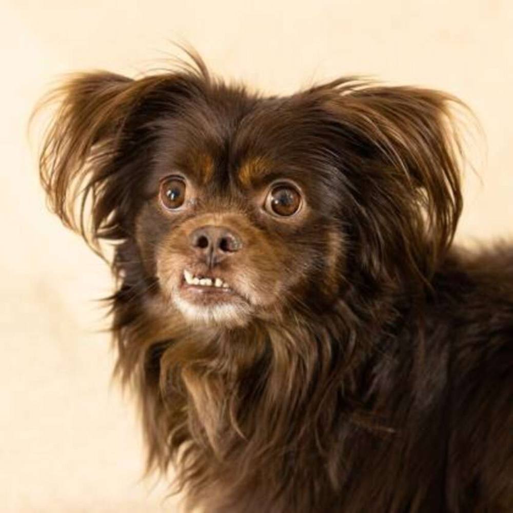 狗狗走失两年后,出现在电视里被主人一眼认出,直呼"地包天"