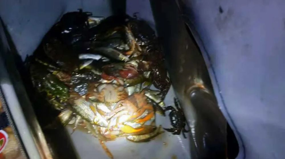 泸州这4人晚上偷偷电鱼被警方当场抓获