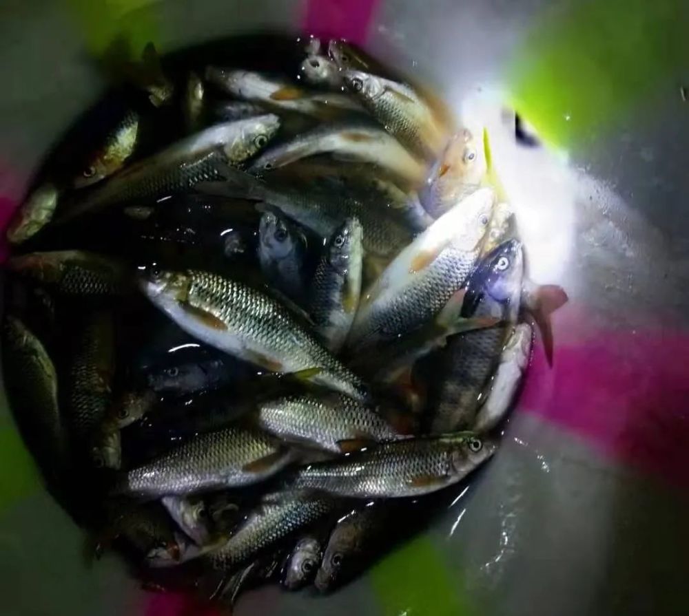 合江四人晚上偷偷电鱼,被公安当场抓获