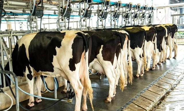 奶牛在老旧的10×2鱼骨式奶厅中挤奶.