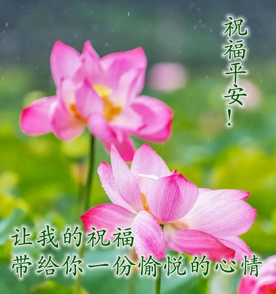 秋天很温暖的早晨问候语图片大全微信早安非常美丽的荷花图片问候大家