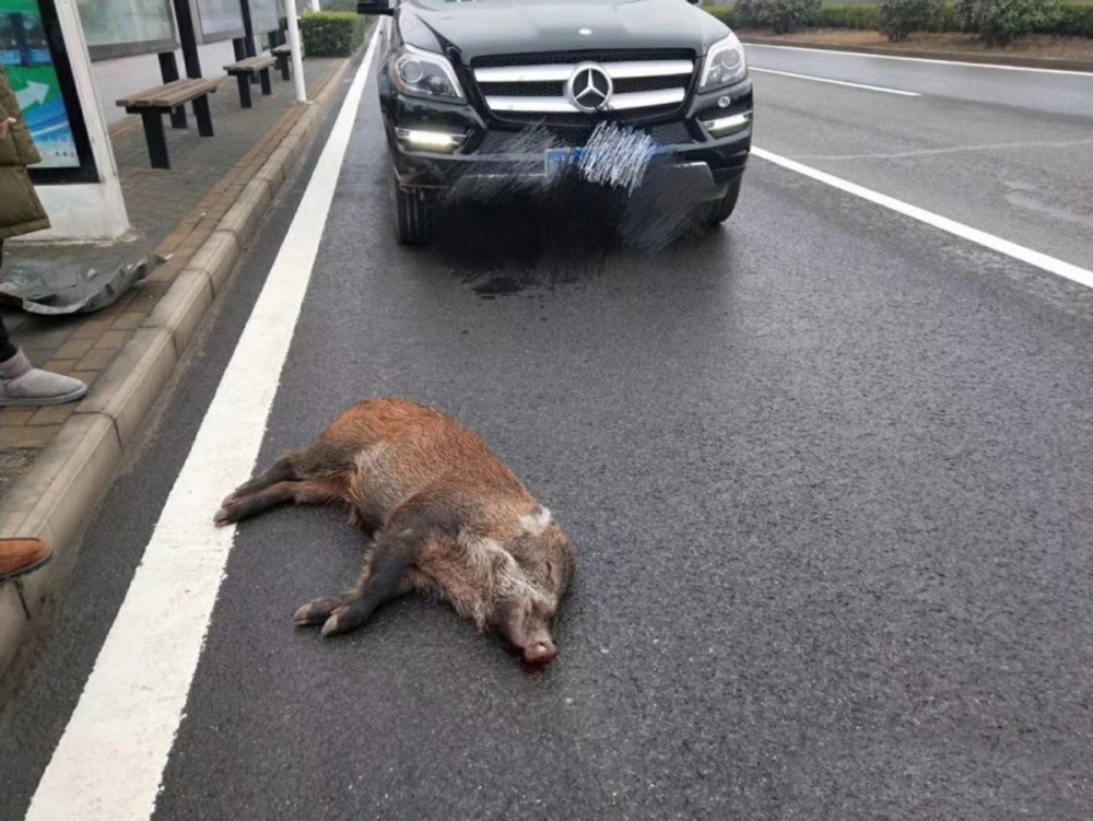 车撞骆驼后,世间再无谢大脚,车与动物狭路相逢时,该撞还是躲?