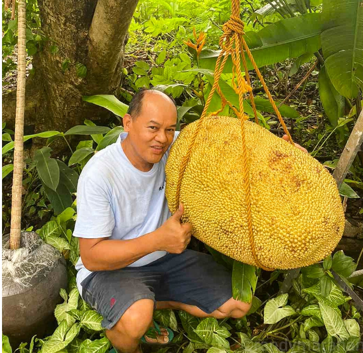 菲律宾收获了世界上最大的菠萝蜜!