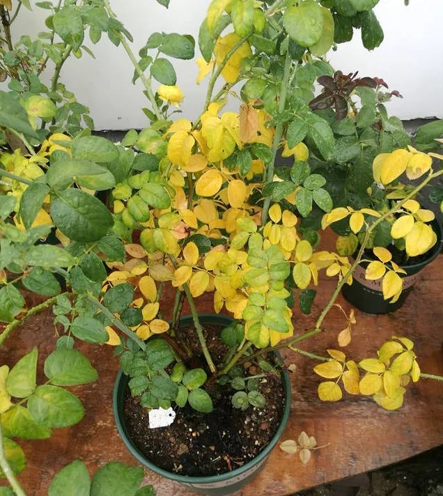 月季大量黄叶,甚至变成了光杆,怎么办?