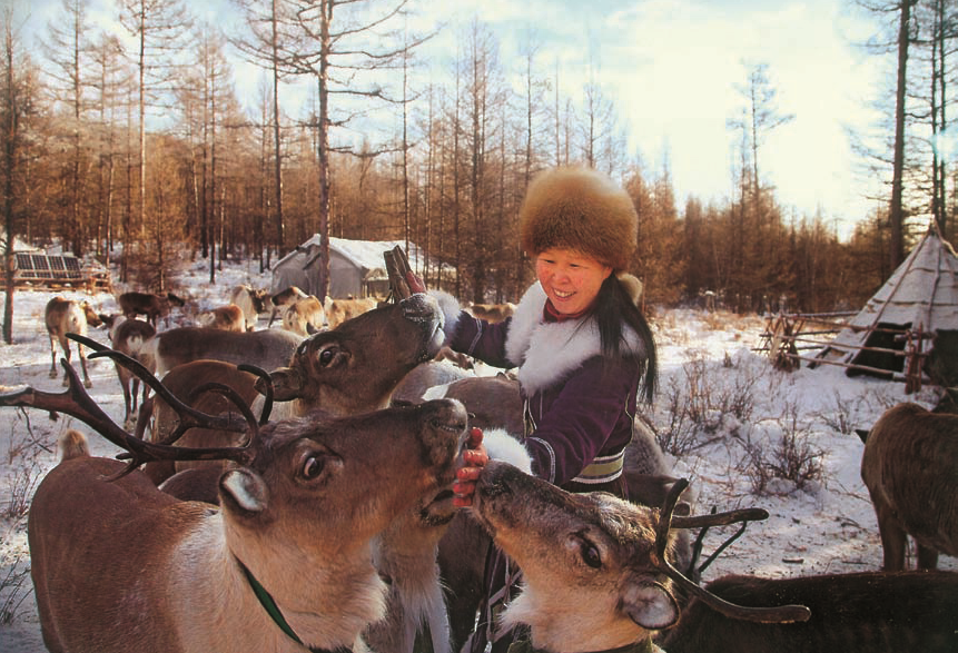 呼伦贝尔非遗丨鄂温克驯鹿习俗