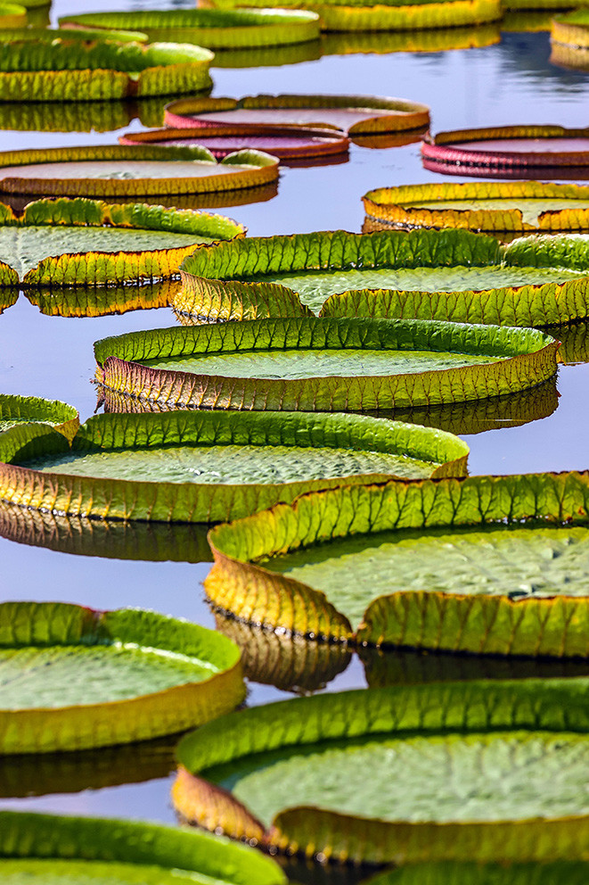 6米,上海辰山植物园王莲进入最佳观赏期……_腾讯新闻