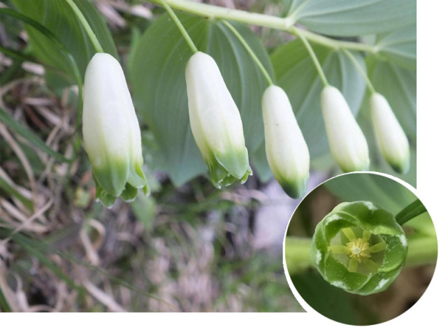 花 摄影 易思荣黄精属植物的根状茎作药用,为中药"玉竹""黄精".