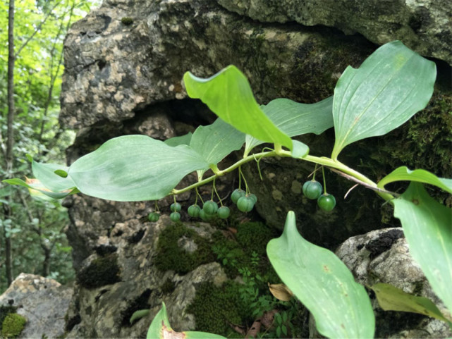 野生植物保护四川发现植物新物种翅茎黄精
