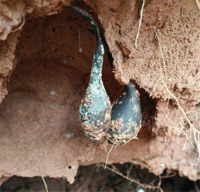 长在白蚁窝里的菌类价格比黄金还贵为什么挖到的人不愿意卖