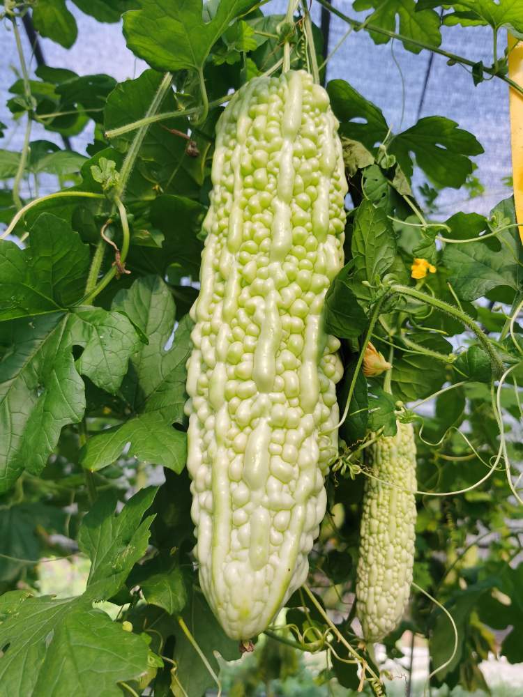 新研发的白绿苦瓜试种成功,今秋批量上市_腾讯新闻