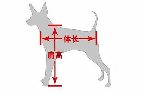 马犬肩高测量示意图图片