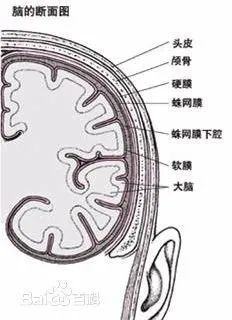 伤害性感受器存在于血管及脑脊膜之中.