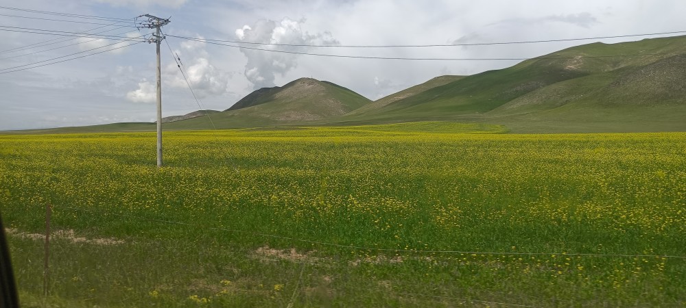 草原地势平坦,水草丰盛,紧紧地贴在山坡上,宛若细腻的肌肤,让山变得