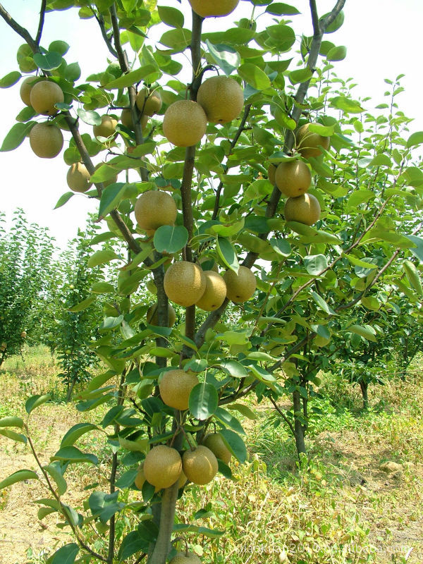 绿色食品"惜禾翠冠梨"喜获丰收