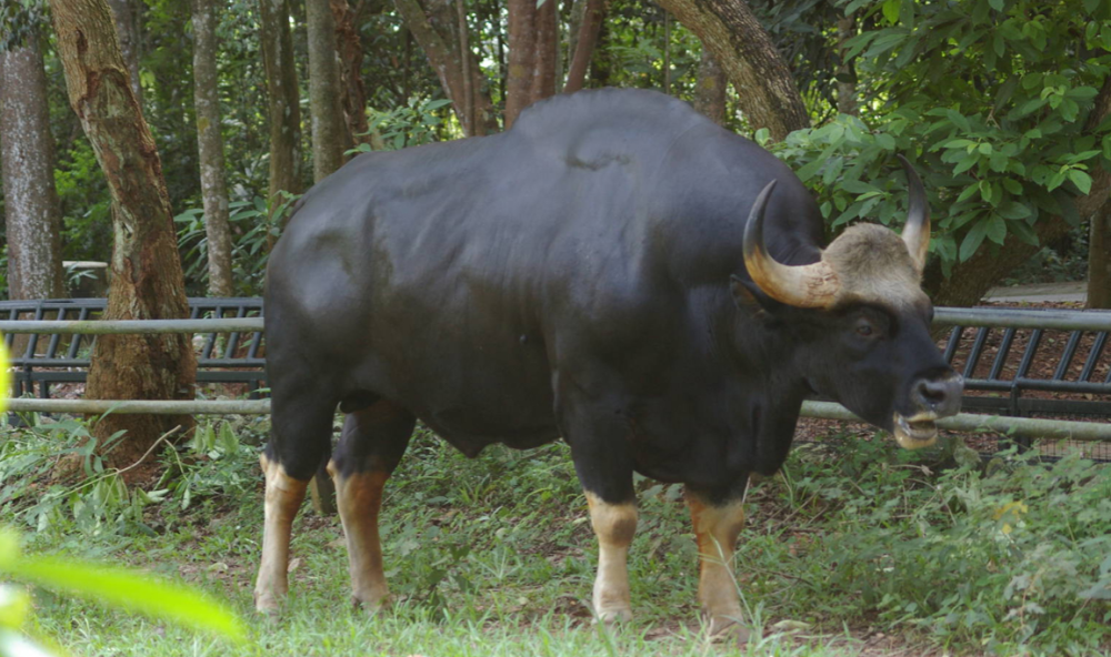 野牛的做法(野牛肉的做法大全)