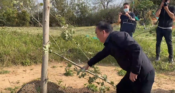 书记"单手"拔树的高尔夫球场,已完成生态绿化恢复