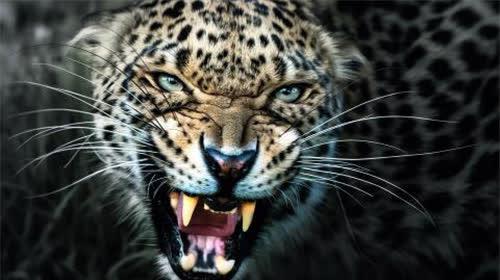 人类能徒手打死豹子吗?只有3人成功过,最后一位是我国19岁少女