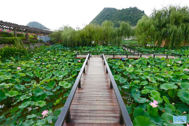 贵阳白云区蓬莱仙界魔力小镇荷花争相绽放