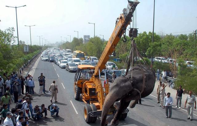 当汽车撞上大型野生动物时有多惨烈镜头拍下现场悲惨的瞬间