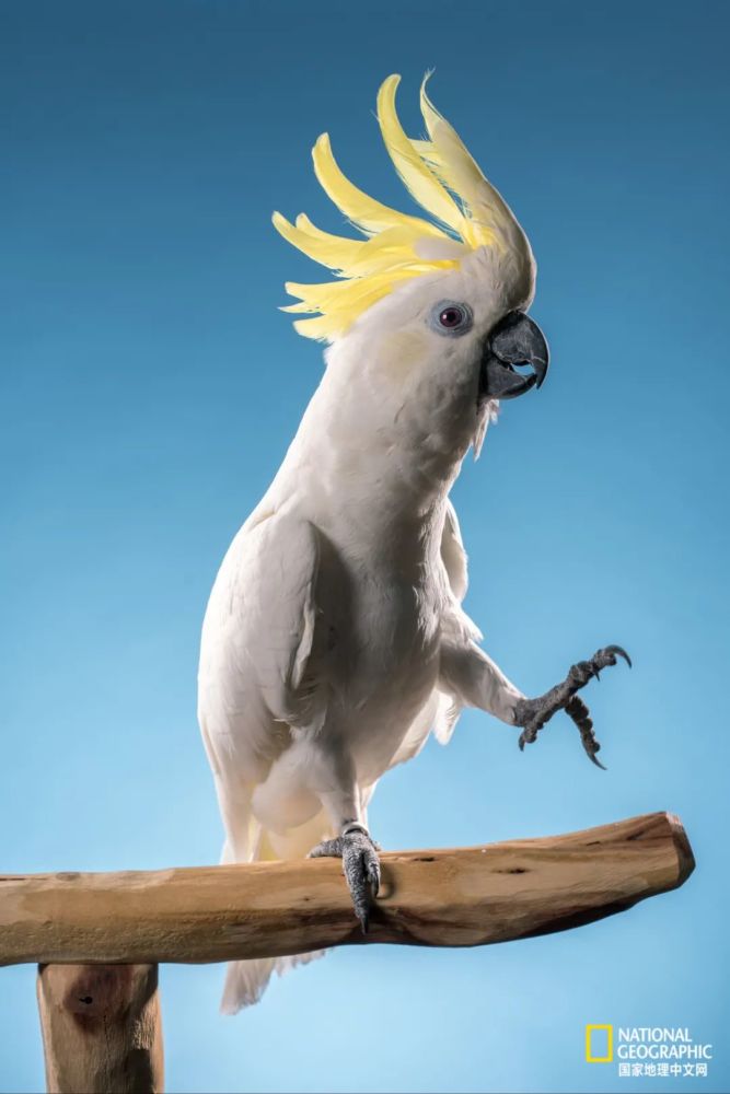 太有文化了 鹦鹉干饭有多可怕 腾讯新闻