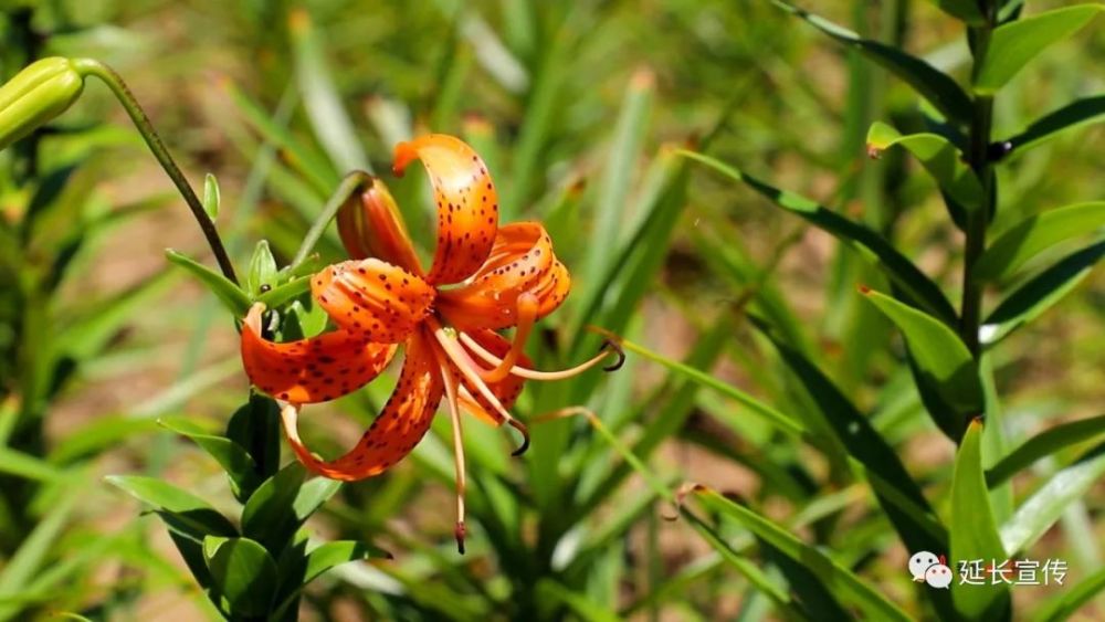 宜兴百合在黄土地上开花结果——宜兴市对口帮扶延长县发展产业小记