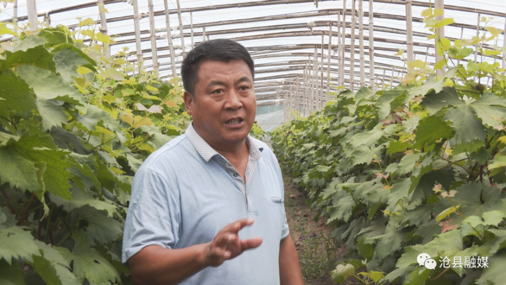 沧县高川乡蒲洼村:葡萄种植铺就乡村农民致富路