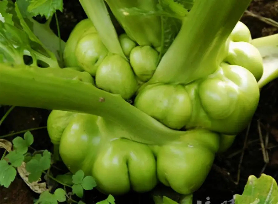 1,栽培榨菜環境條件選擇榨菜屬於喜冷涼植物,生長時對溫度要求比較