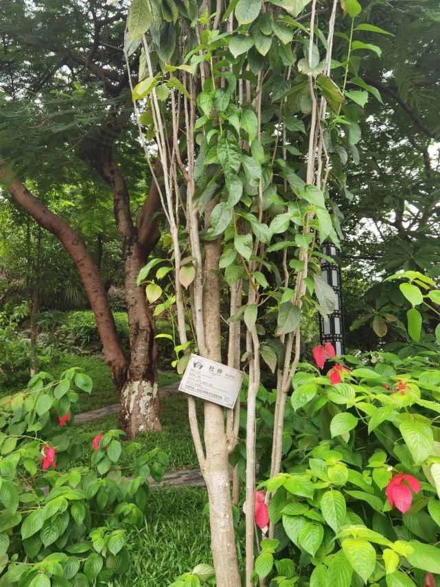 杜仲——平平无奇的“植物黄金”_腾讯新闻