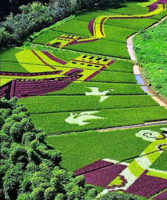 在云南,数万亩"七彩艺术稻田画"正风靡云岭大地,成为万千游客的"打卡