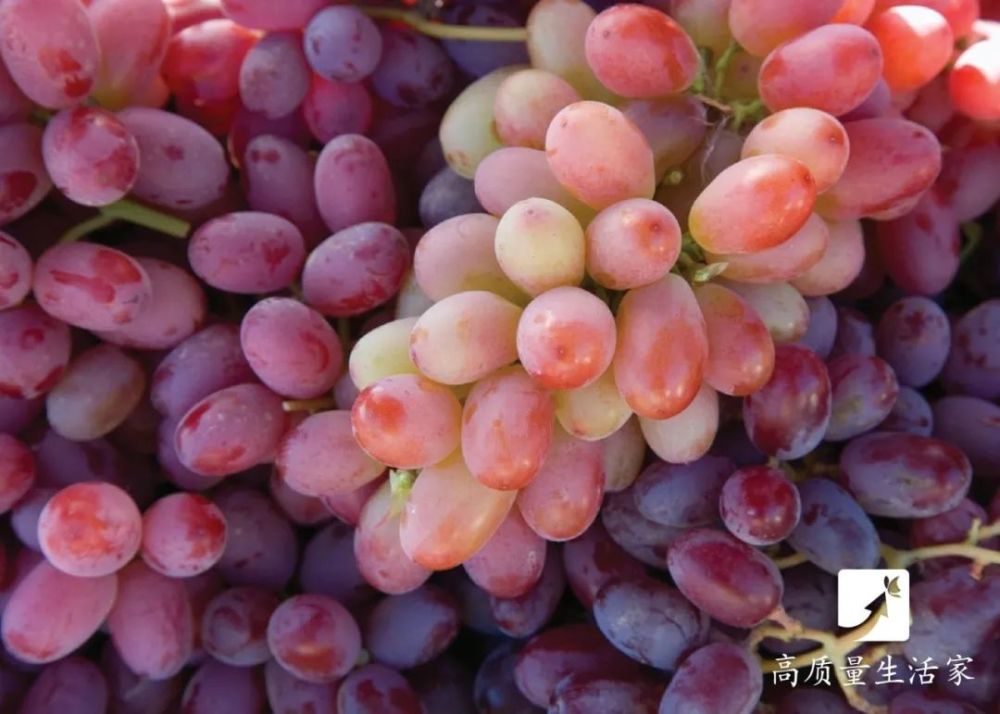 2. 紫葡萄:"害"我们越来越年轻