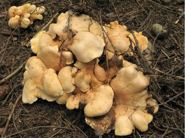 荒野维生野菜系列地花菌