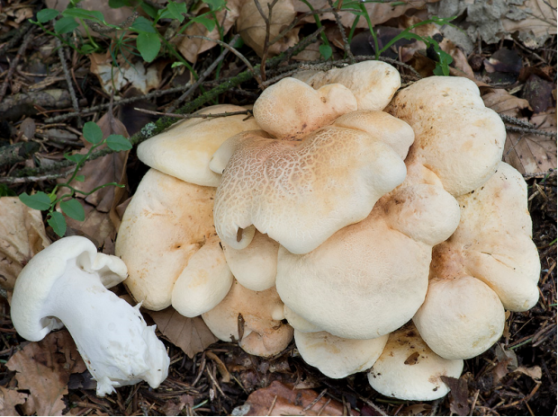 荒野维生野菜系列地花菌