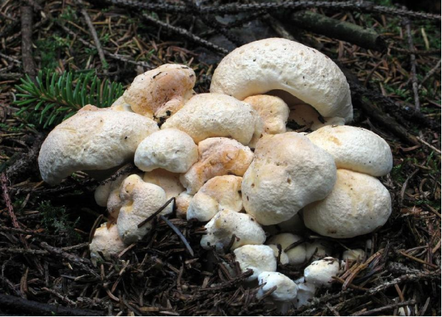 荒野维生野菜系列地花菌