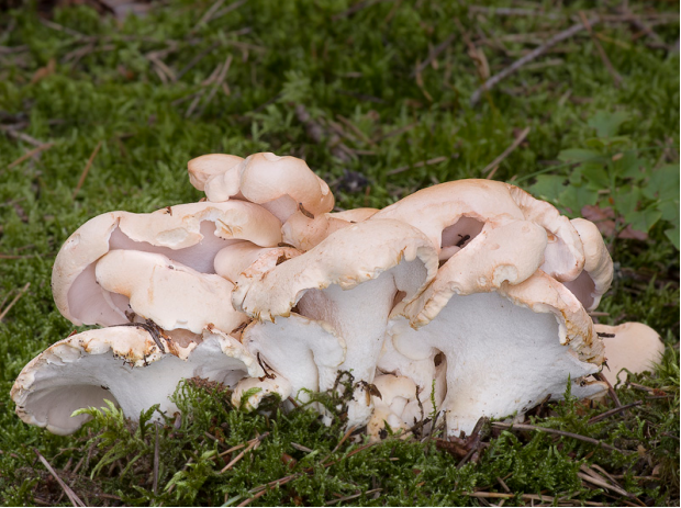 荒野维生野菜系列地花菌