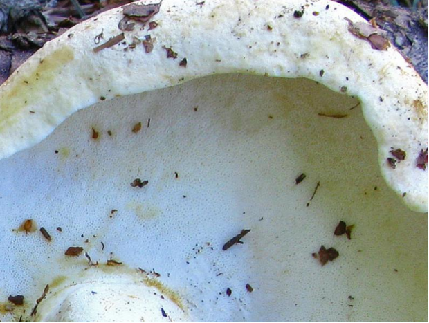 荒野维生野菜系列地花菌