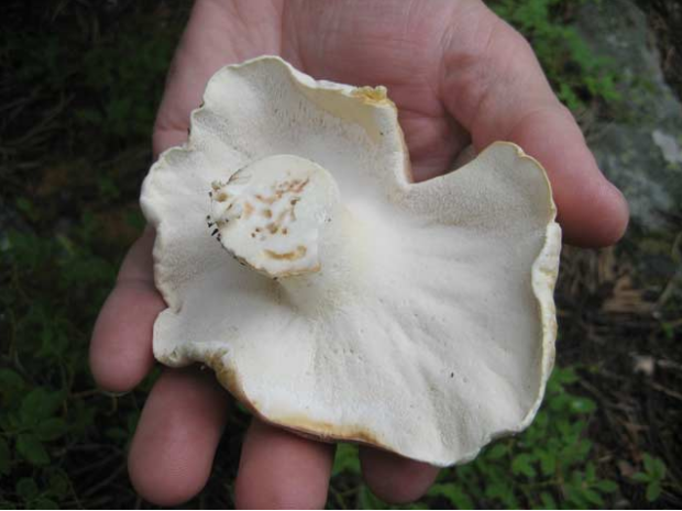 荒野维生野菜系列地花菌