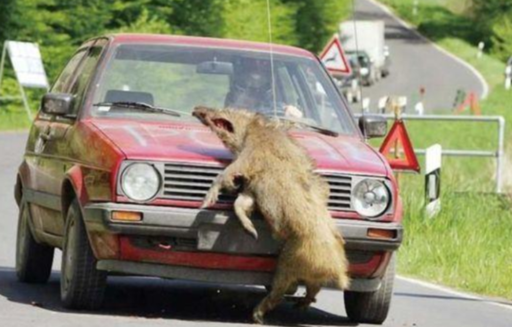 谢大脚车祸撞到骆驼不幸遇难如果我们平时开始撞到动物应该如何处理