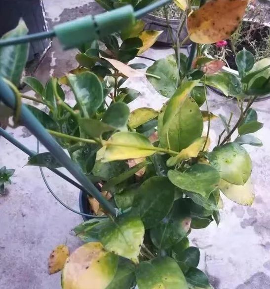 家里的飘香藤不但没香味,还出现大量黄叶,怎么回事?