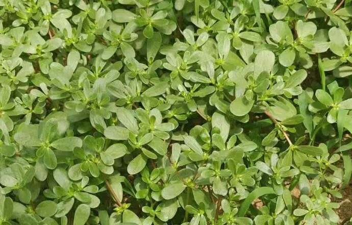 9月的长寿菜浑身是宝脆嫩爽口立秋后常吃家人身体好