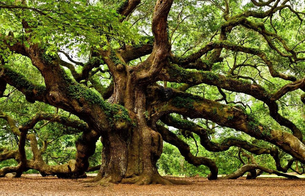 中国正在"吞噬"法国橡木林?法国加工商不满