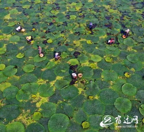 成片的芡實塘裡,碩大的葉片間開著無數的芡實花,香飄滿塘,吸引很多