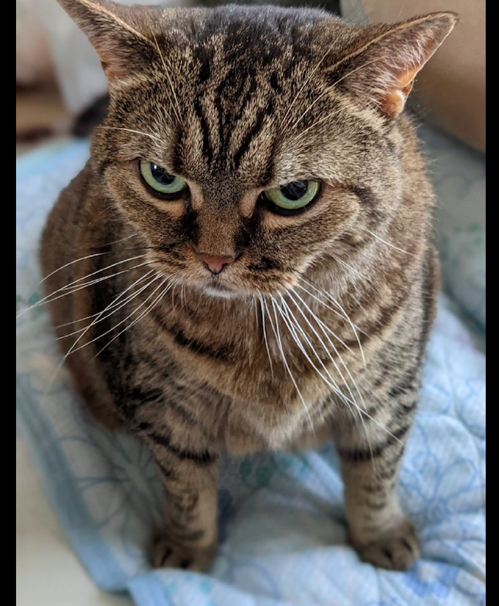 猫咪天生表情看起来就很凶瞪得让人心里发毛猫抱我马上