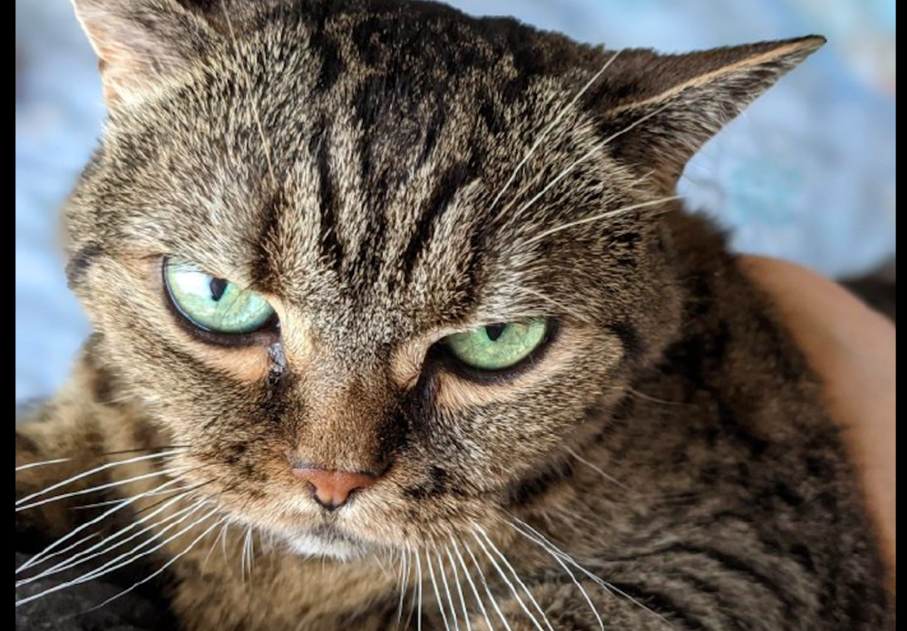 猫咪天生表情看起来就很凶,瞪得让人心里发毛,猫:抱我!马上!_腾讯新闻