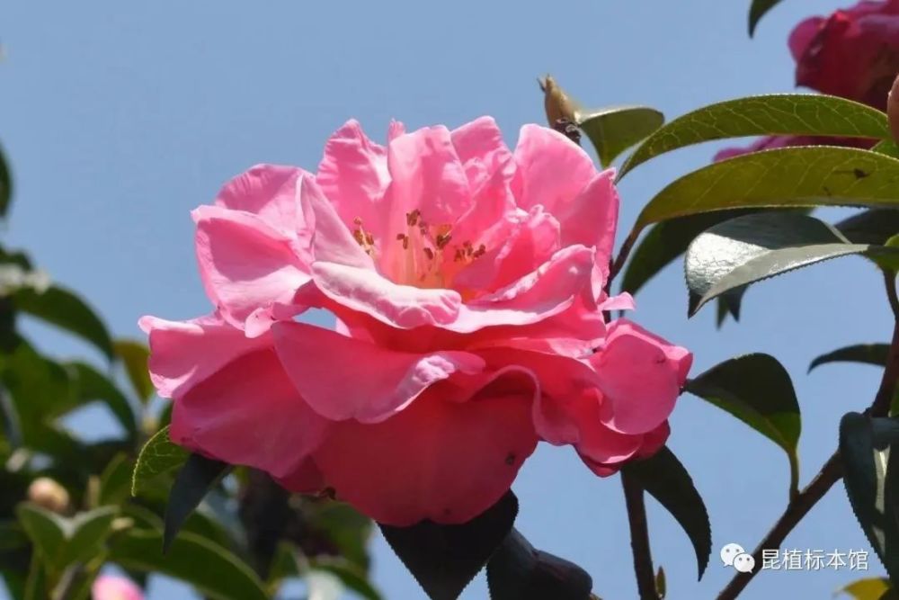 植物说丨云南八大名花之滇山茶