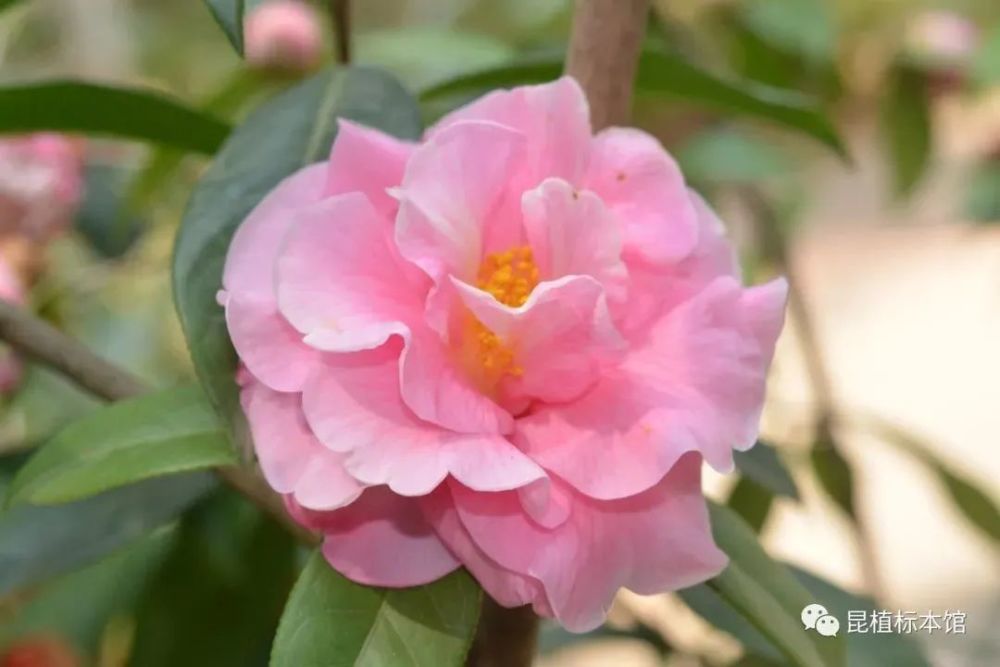 植物说丨云南八大名花之滇山茶